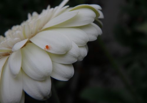 Greenhouse Biocontrol