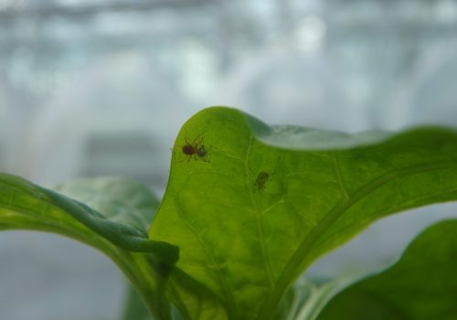 Greenhouse Biocontrol