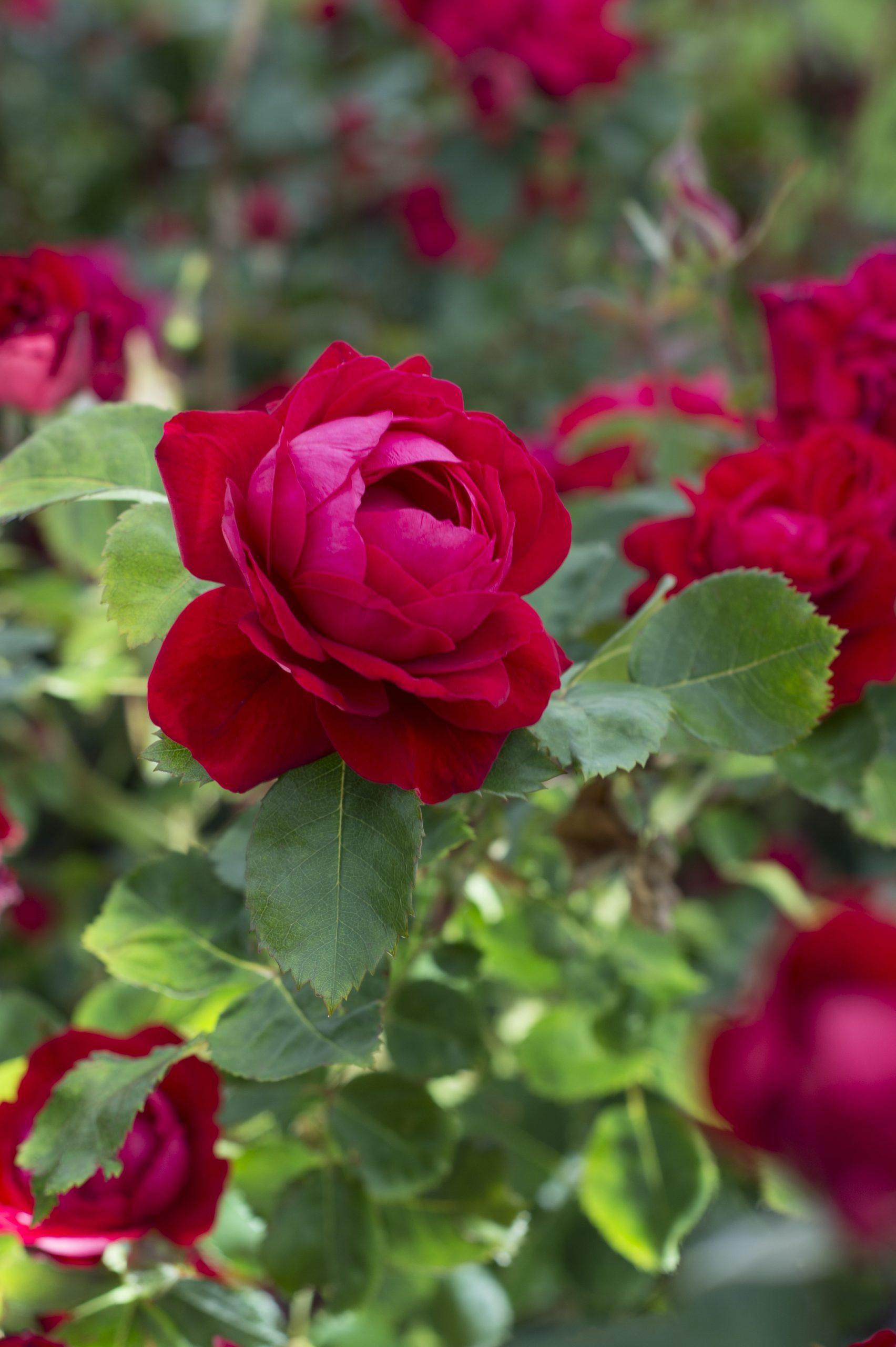 Vineland's 49th Parallel Collection rose varieties available