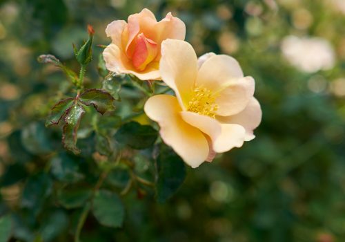 Chinook Sunrise rose