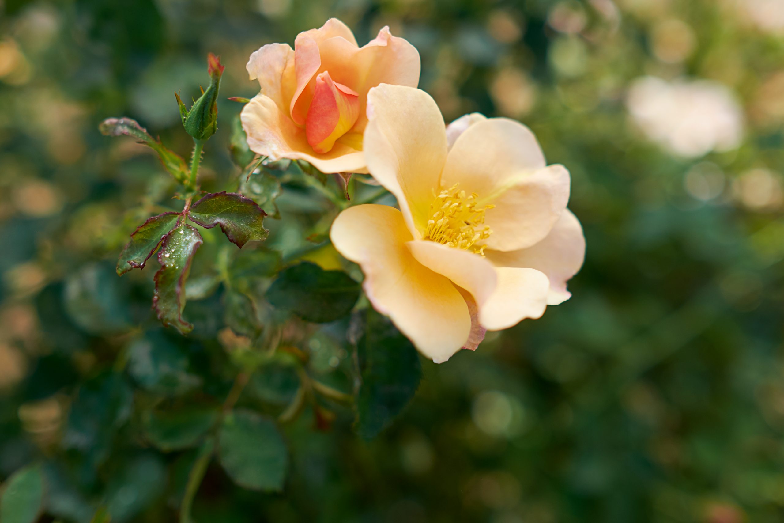 Vineland 2Gallon (7.5L) Chinook Sunrise Rose Flowering Shrub