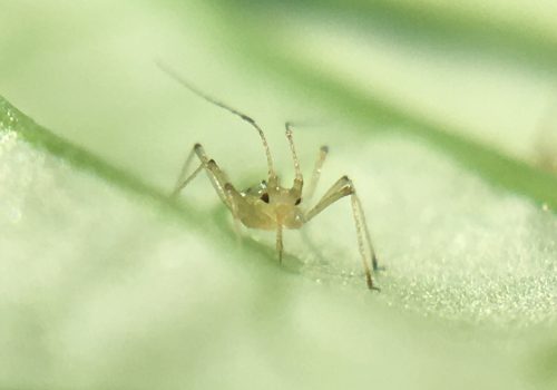 Foxglove aphid feeding