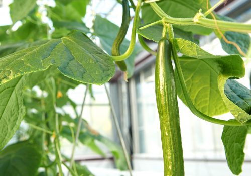 High wire cucumber harvester