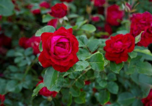 Canadian Shield rose