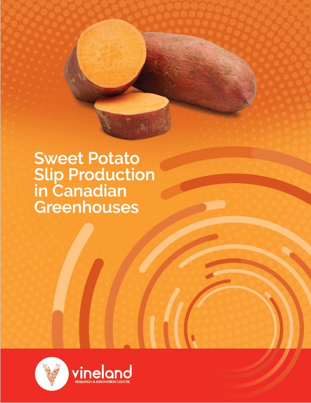Thumbnail Sweet Potato Slip Prodcution Report