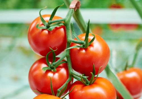 Greenhouse tomatoes-on-the-vine breeding program