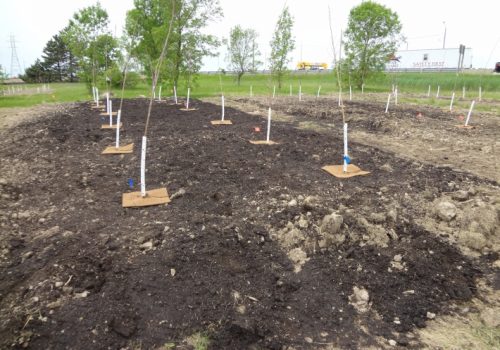 Greening the Canadian Landscape