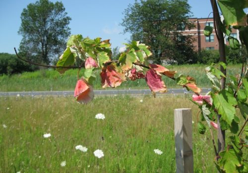 Greening the Landscape