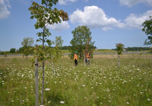 Greening the Landscape