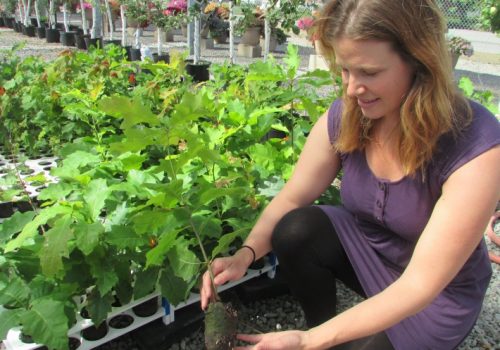 RootSmart propagation system