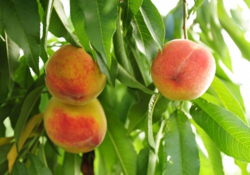 Plant Varieties Development