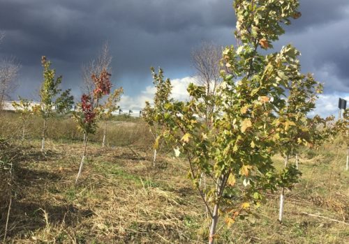 Greening the Landscape