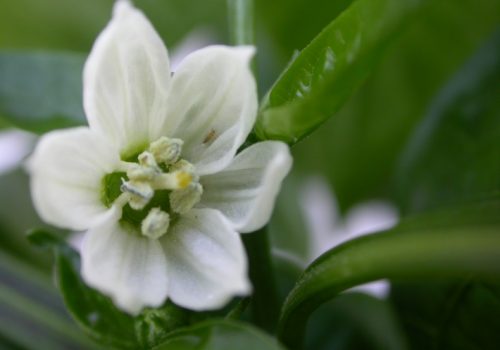 Greenhouse Biocontrol