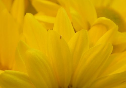 Adult thrips on mum