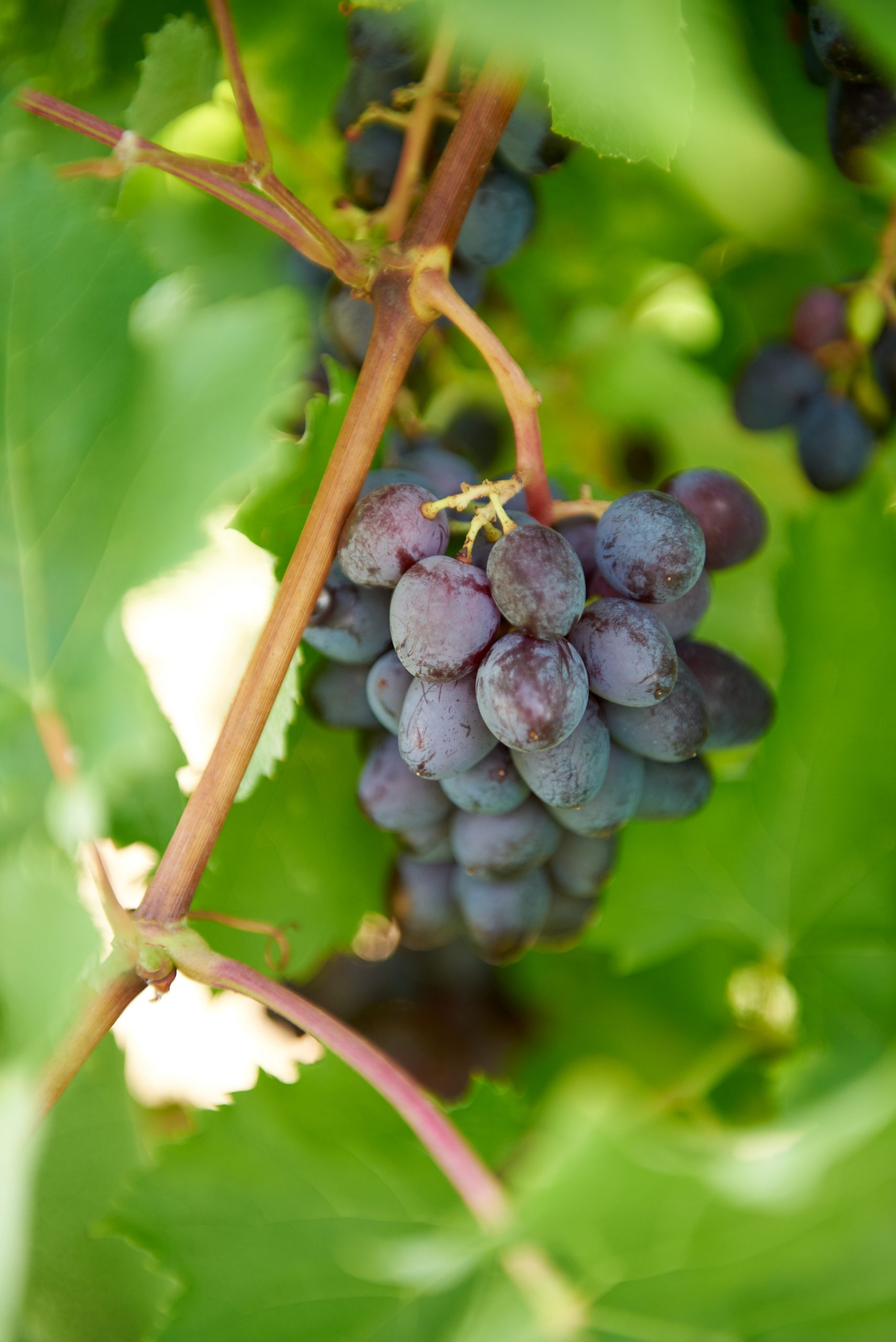 New method for storing Sovereign Coronation grapes cuts costs, increases for growers