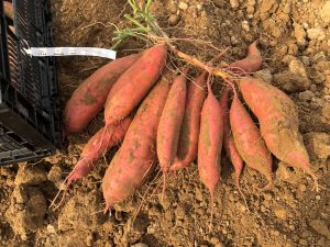 Radiance sweet potato harvested in the field during a maturity trial