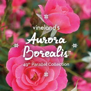 Aurora Borealis, the latest addition to Vineland's 49th Parallel Collection.