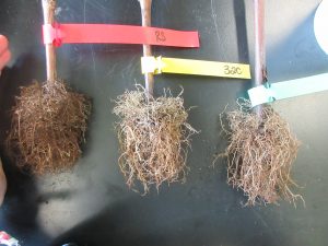 Comparison between RootSmart and two industry standard trays 