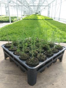 RootSmartTM propagation tray