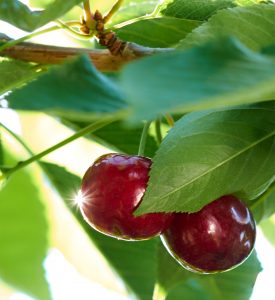 Early ripening cherry developed at the University of Guelph and being commercialized by Vineland
