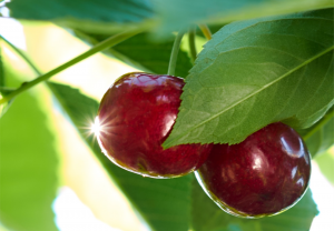 Early ripening cherry developed at the University of Guelph and being commercialized by Vineland