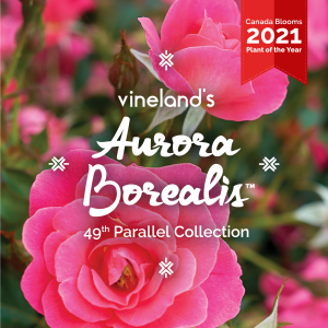 Aurora Borealis™, newest made-in-Canada rose, now available