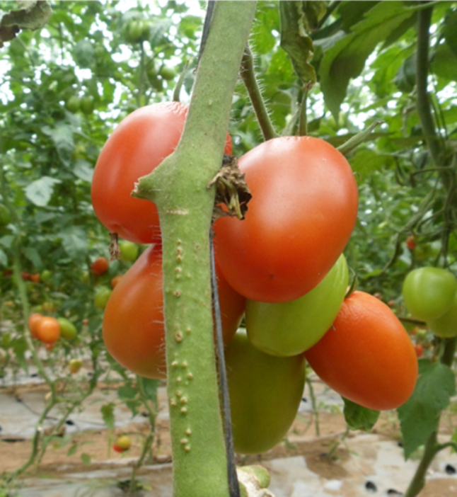 36th Annual Tomato Disease Workshop