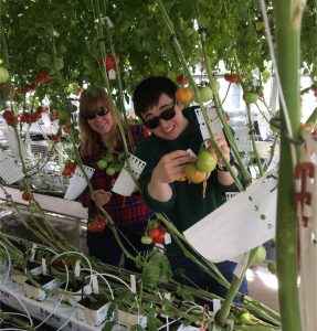 Mapping tomato flavour preferred by consumers