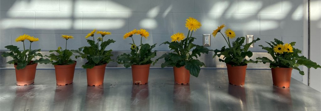 Gerbera plants grown under different NEREA® mixtures at harvest.