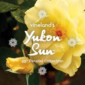 Yukon Sun™ is the latest addition to Vineland’s 49th Parallel Collection
