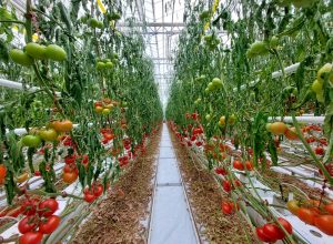 Drying tomato plants for removal following a viral outbreak.