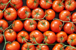 A greenhouse tomato-on-the-vine variety at Vineland. 