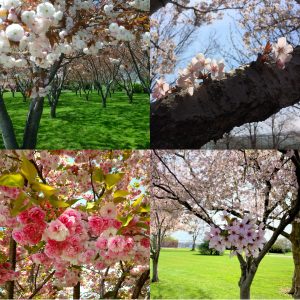 The Sakura Friendship Garden on the Vineland campus.