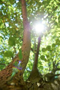 Seeing the forest through the trees