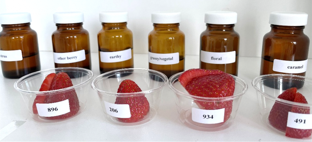 Figure 1. Aroma references along with strawberry samples used in training.