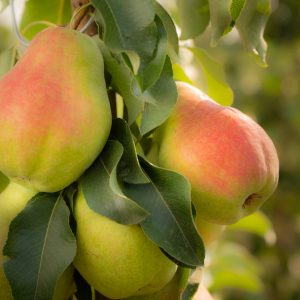 Vineland pear variety launching soon in the Canadian market