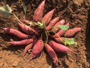 Pan-Canadian testing of early, high-yielding sweet potato varieties