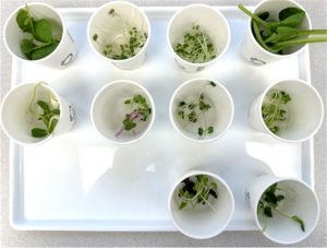 Defining microgreen flavour differences