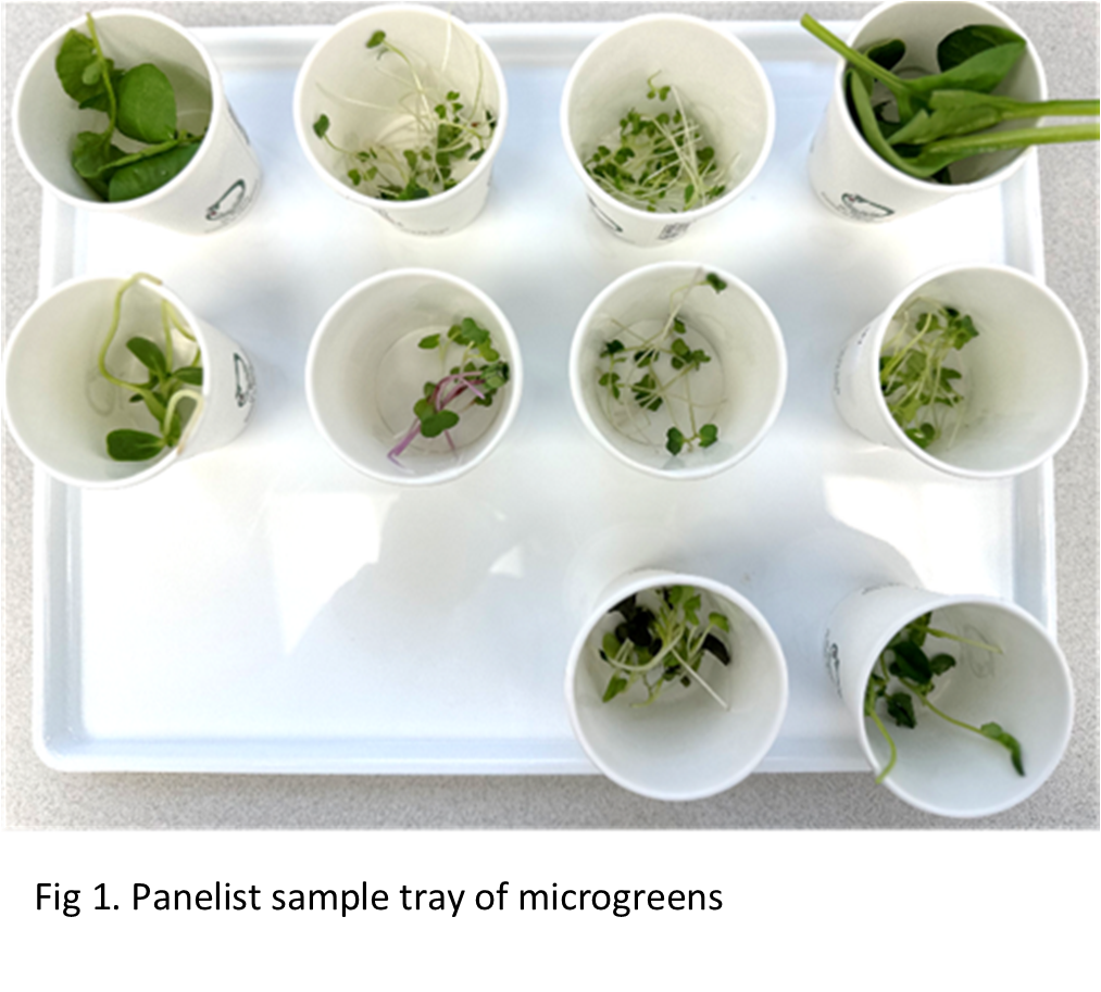 Fig 1. Panelist sample tray of microgreens