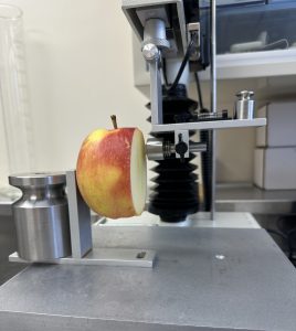Fig. 1. Apple sample evaluated by texture analyzer using friction
attachment.