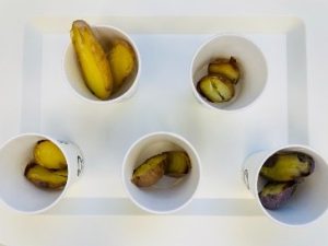 Tray of baked potato samples for the sensory panelist.