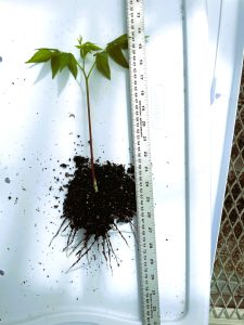 Seedling with a tape measure alongside.
