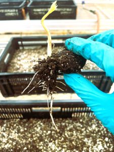 Seedling being held between the forefinger and thumb of a blue latex gloved hand.