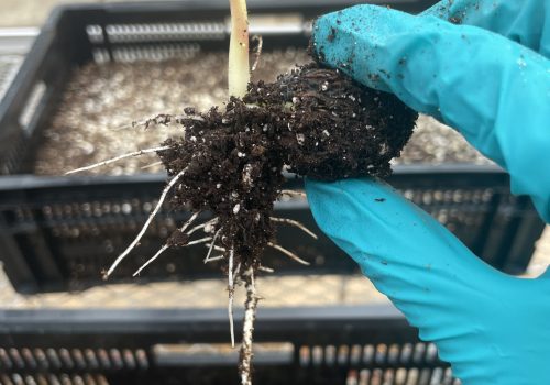 Image of butternut tree shoot being held between thumb and index finger of blue gloved worker.