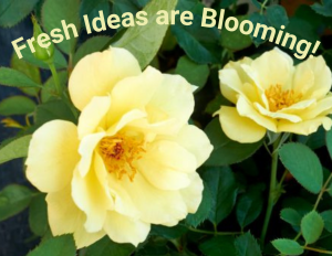 Close up image of two yellow roses.