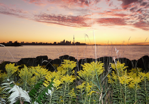 Yellow wildflowers in the foreground with Lake Ontario and the Toronto skyline, including the CN Tower, silhouetted against a colorful sunrise or sunset sky with pink and orange clouds.