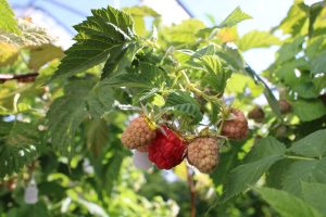 Raspberries on a vine