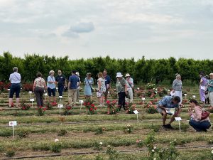 Group of people walking around a rose garden, looking at the flowers