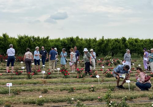 Group of people walking around a rose garden, looking at the flowers