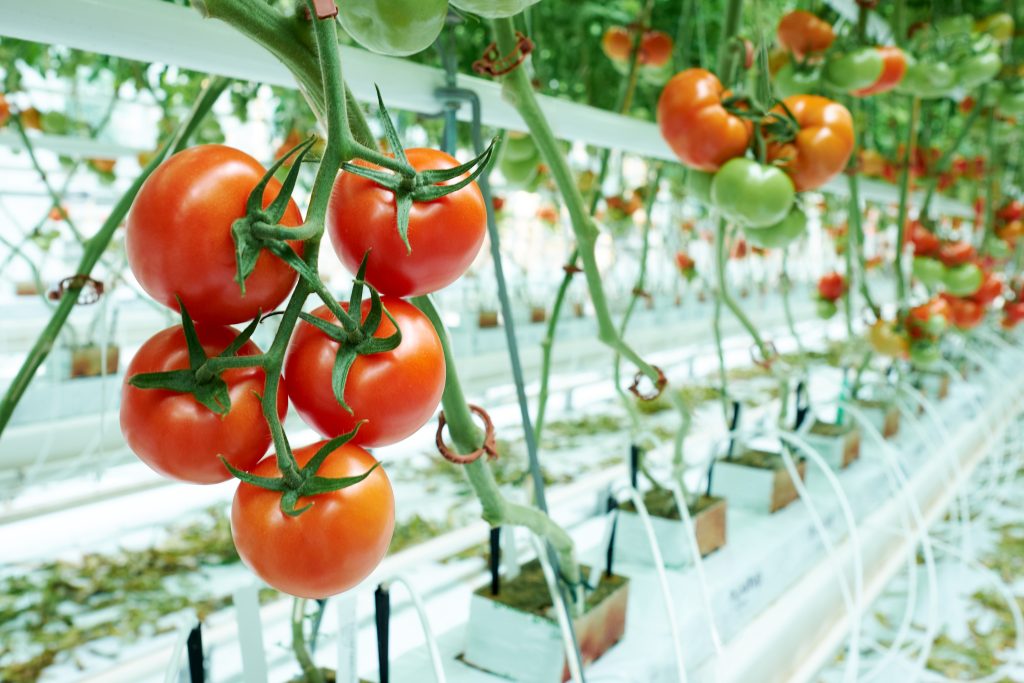 Ripe Tomatoes on the vine in a greenhouse setting.